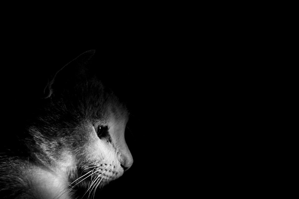 La plata, Argentina, Feline