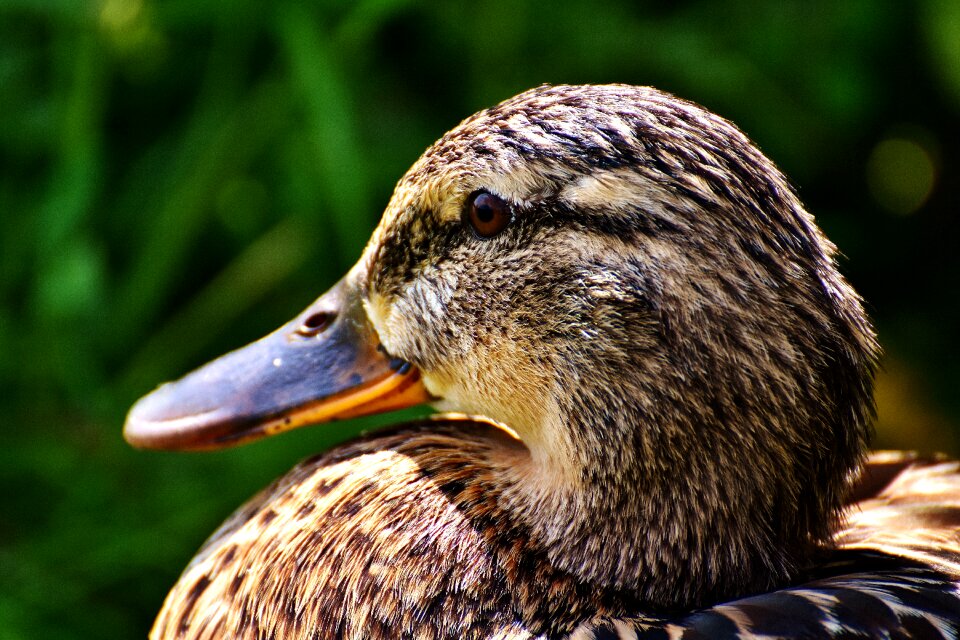 Animal world animal portrait water bird