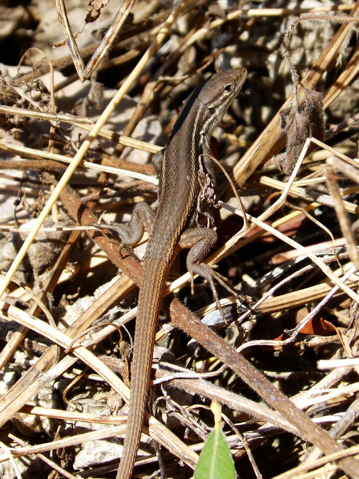Sargantana reptile texture