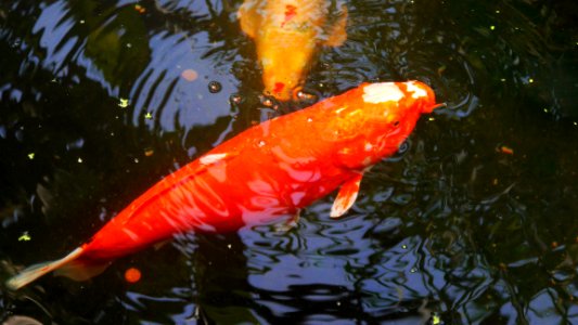 Chicago botanic garden, Glencoe, United states