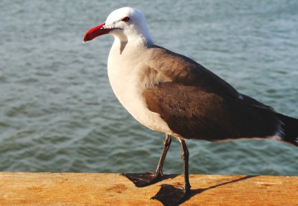 Fishermans wharf, San francisco, United states photo