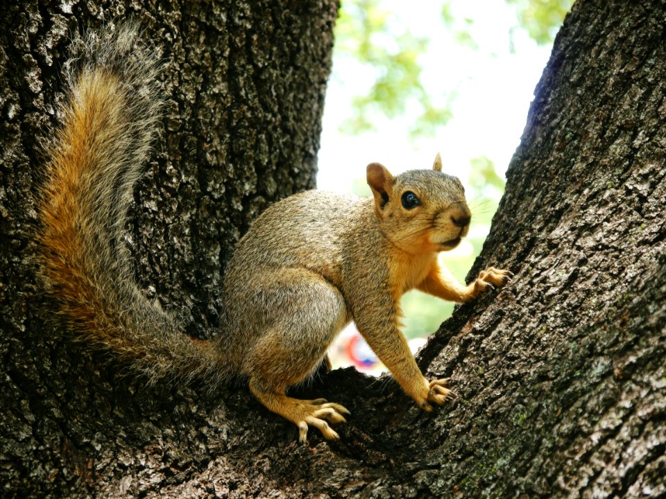 Austin, United states, Animal