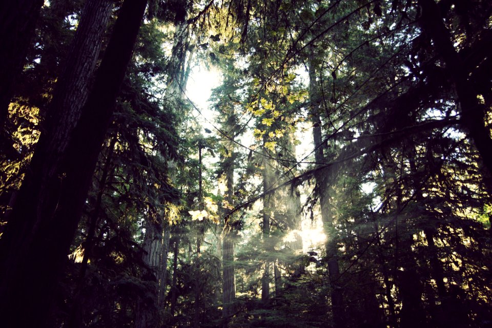 Canada, Cathedral grove, Vancouver isl