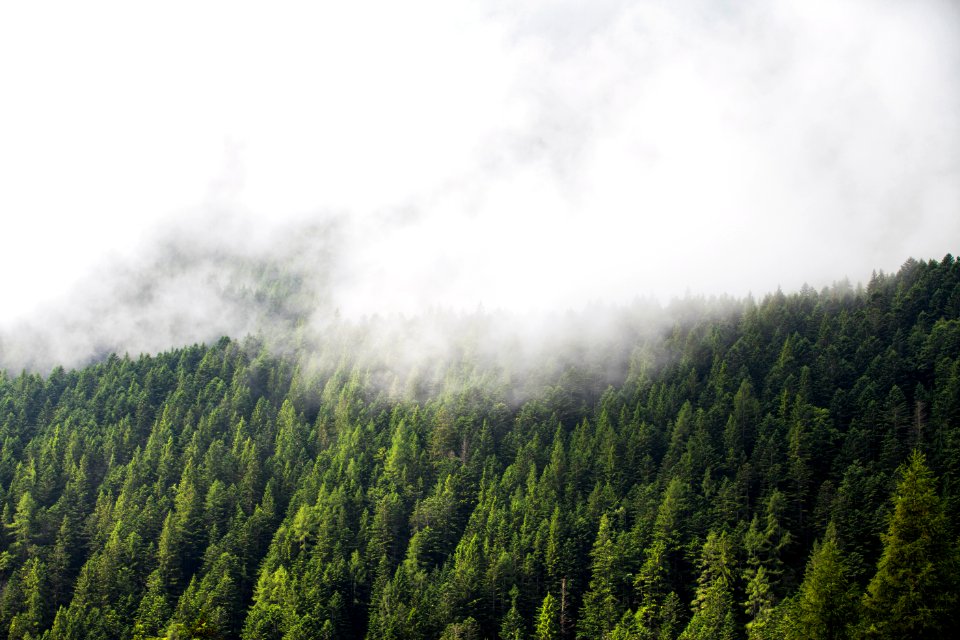 landscape photo of pine trees