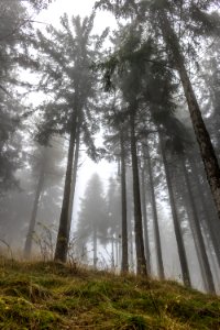 Nature, Fog, Trees photo