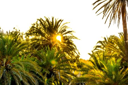 Exotic, Sunlight, Sun