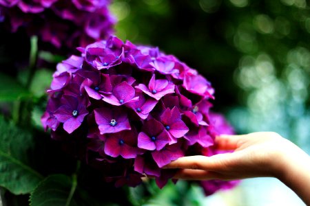 purple hydrangeas flowers