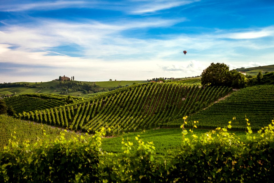 Hill, Monferrato, Italy