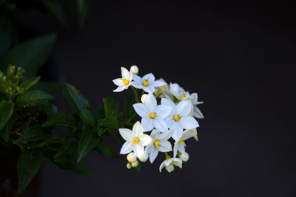 White flowers nature flora