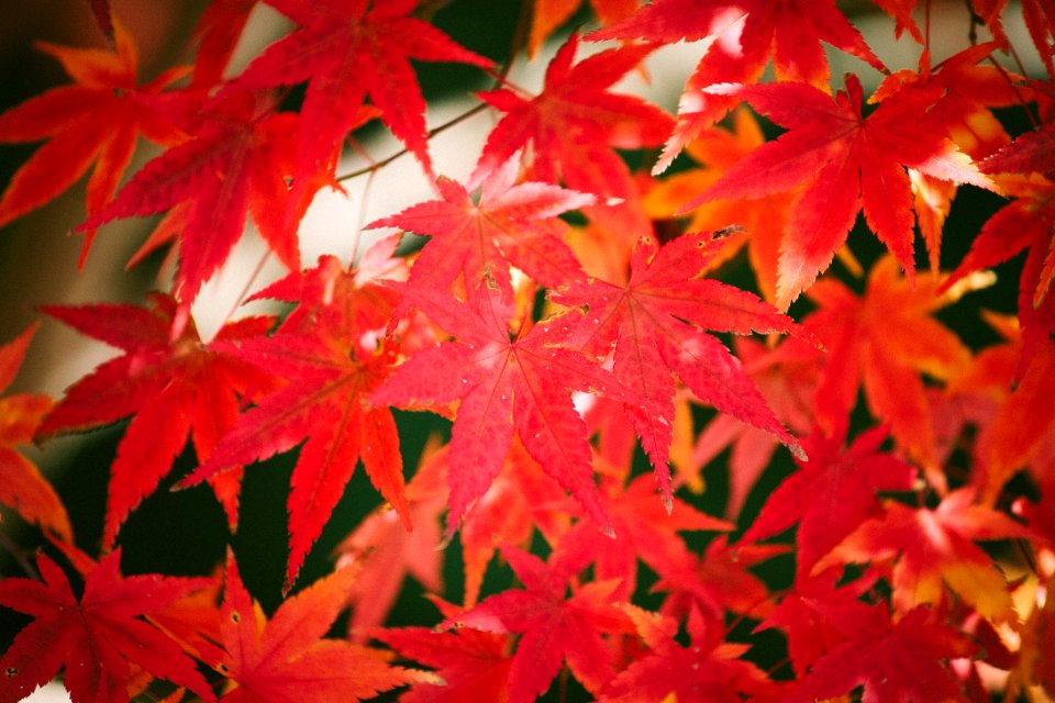 Fall, Autumn, Japanese maple