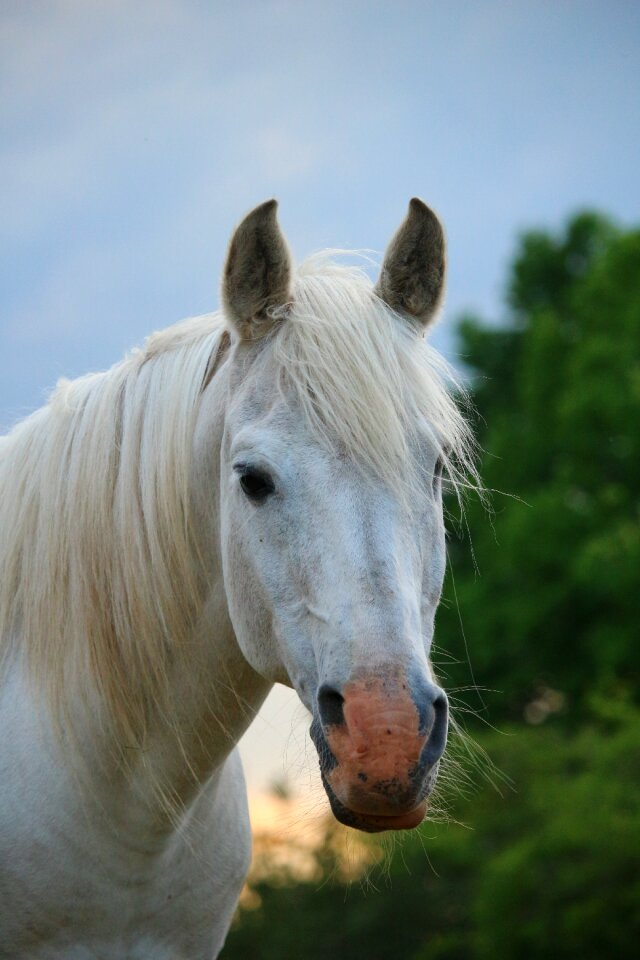 Thoroughbred arabian horse head pferdeportrait