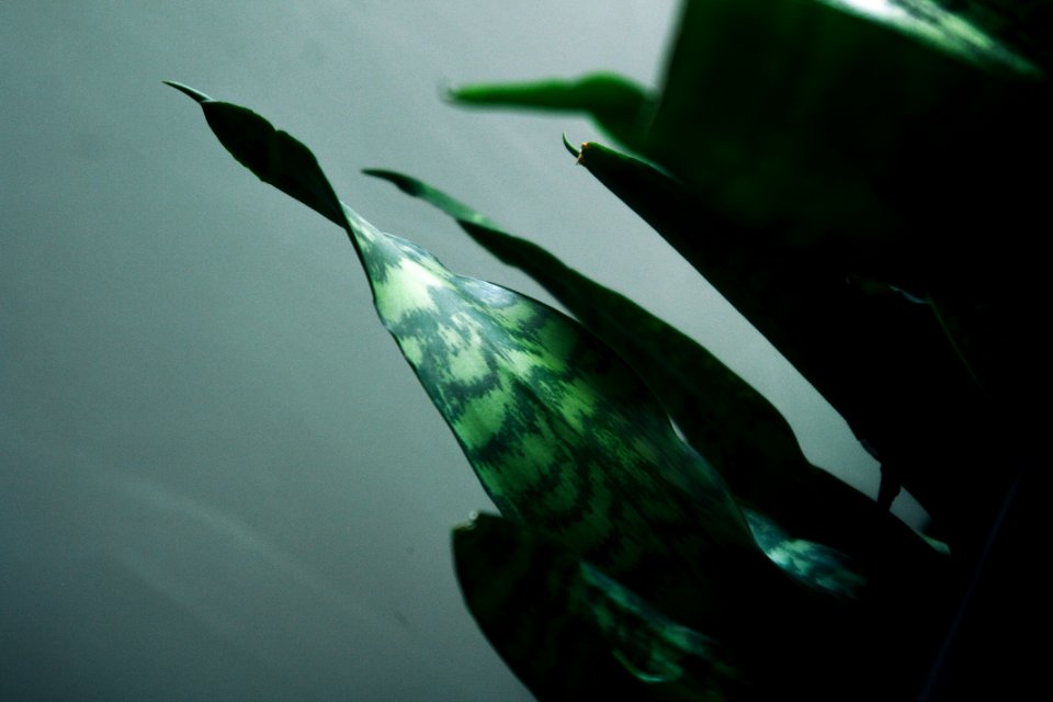 Office flower, Flower, Green
