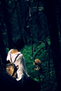 Camping, Travel, Dog