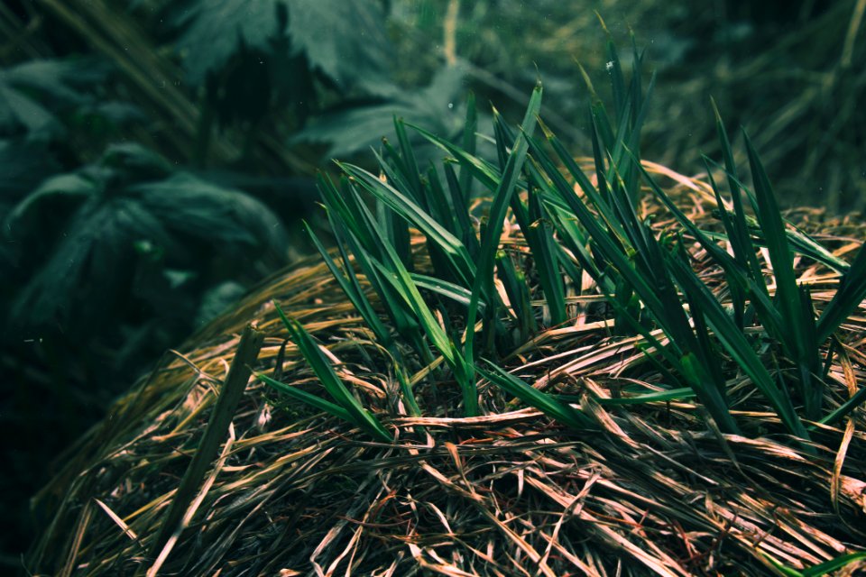 Nature, Grass