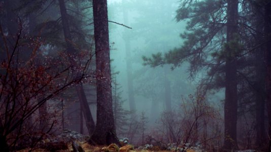 Temperate forest, Northwest, Timber