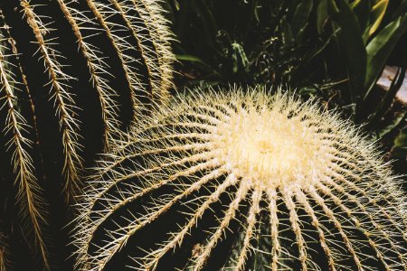Allan gardens, Toronto, Canada