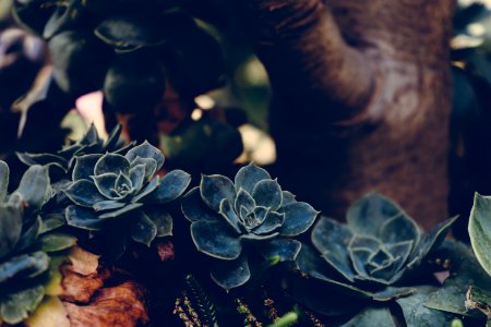 green succulent plants