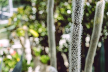 Greenhouse, Botany, Botanical