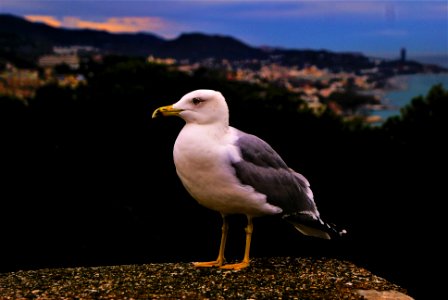 En el castillo de gibralfaro, M laga, Spain photo