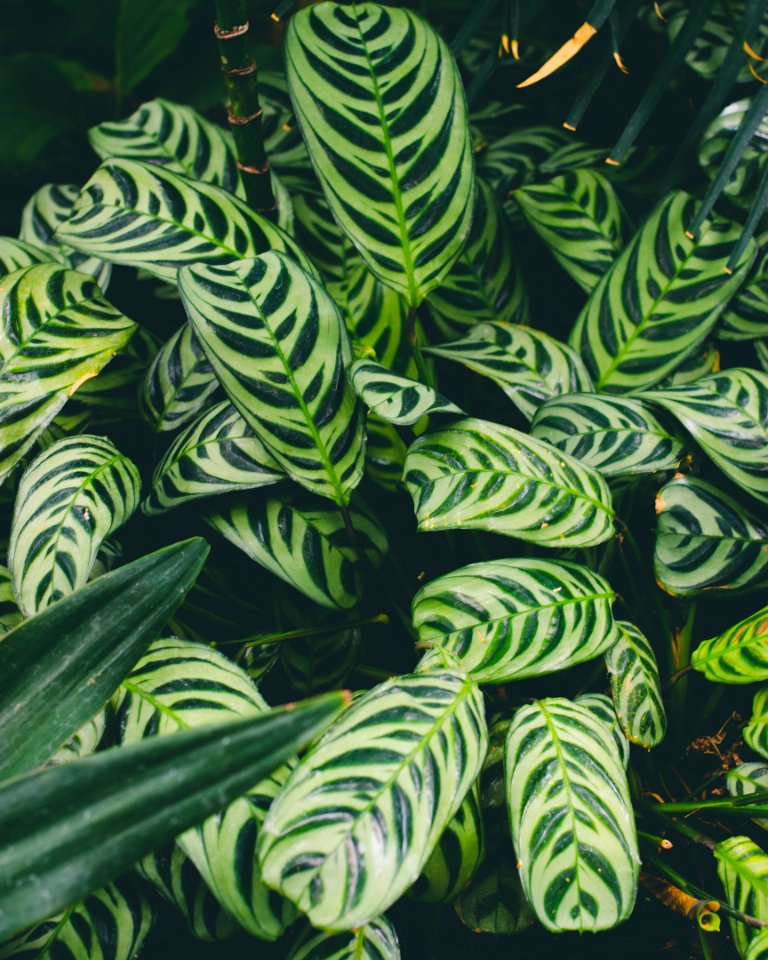 Como park zoo conservatory, Saint paul, United states photo