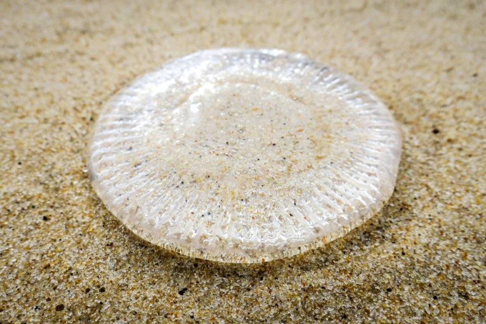 East hampton main beach, East hampton, United states