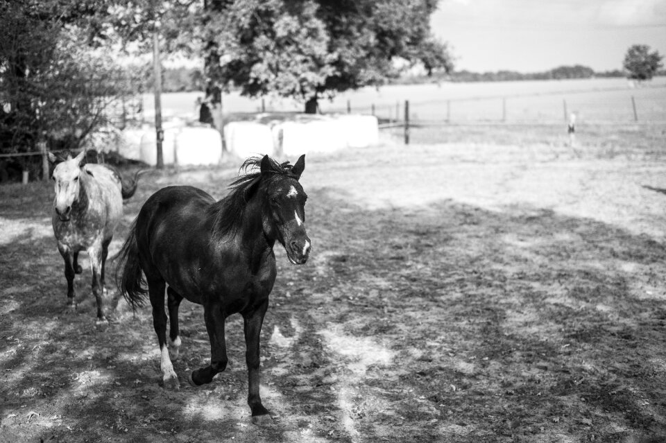 Horses nature gray horse