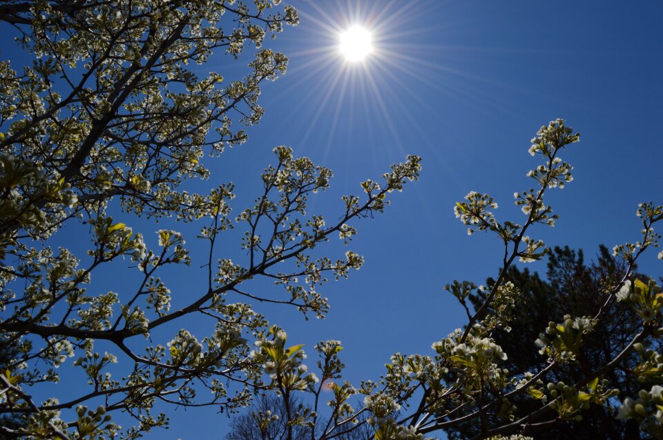 Day tree branches sunny