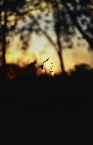 Collection, Sunset, Silhouette