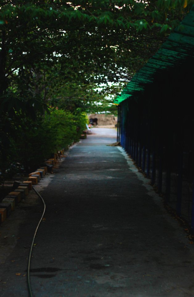 Collection, Forest, Path