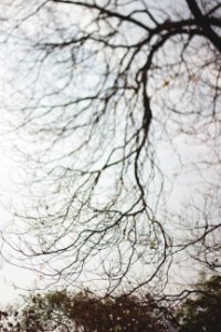 Tiltshift, Forest, Trees