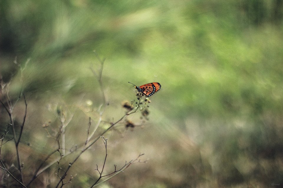 Butterfly, Nature