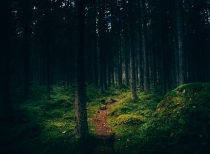 landscape photography of forest