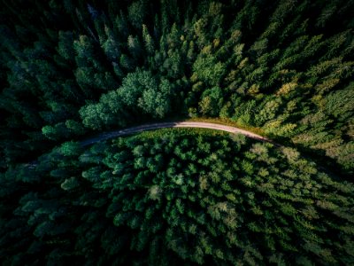 aerial shot of road surrounded by green trees photo
