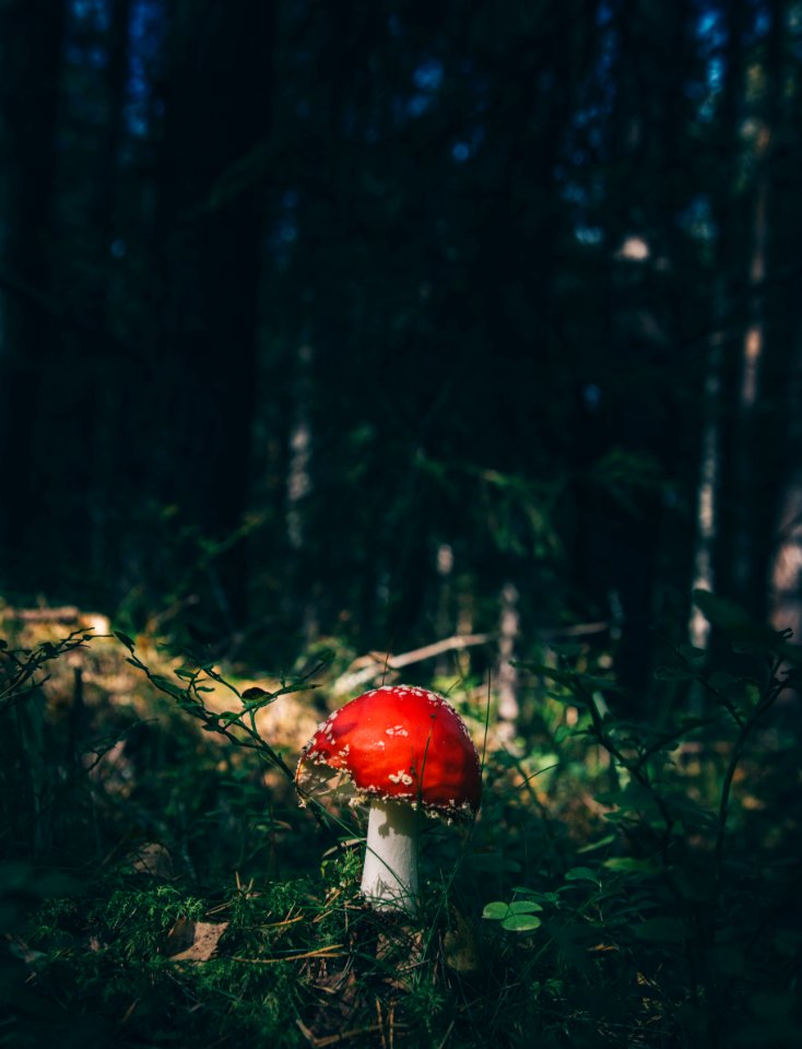 red cap mushroom surrounded by grass in forest
