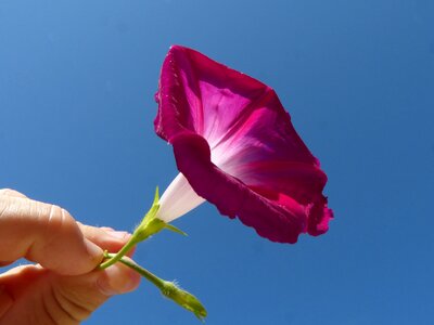 Hand sky purple