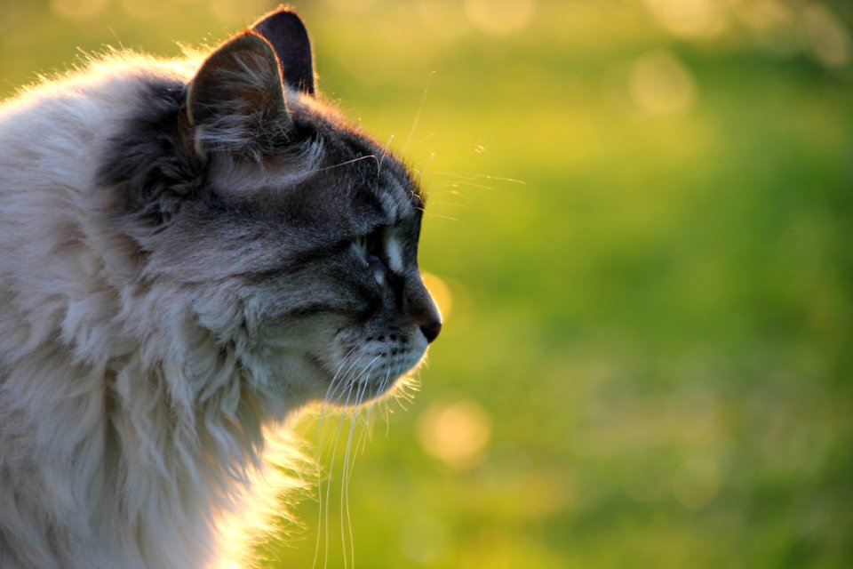 Luzzara, Italy, Animal