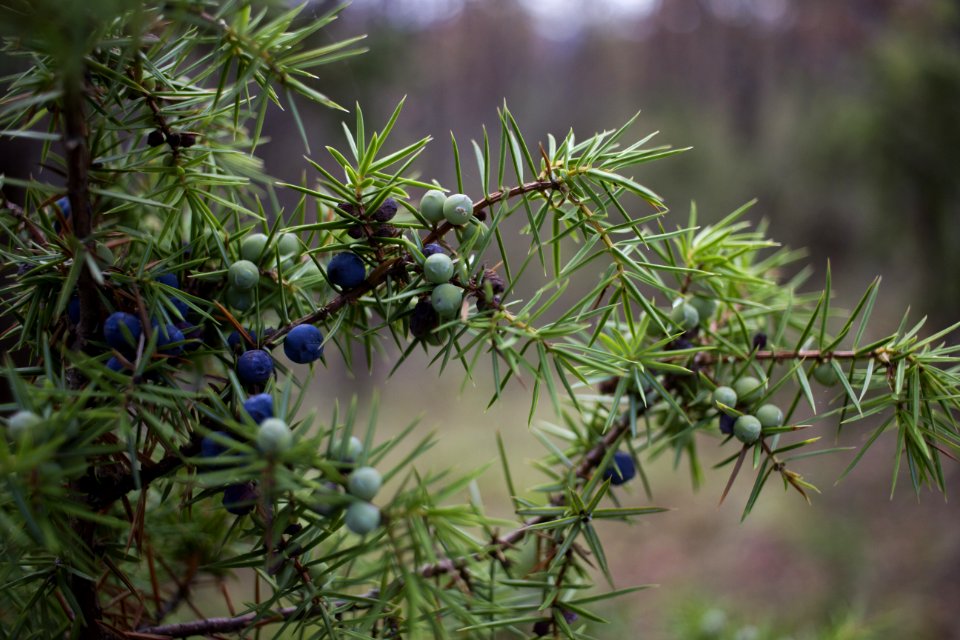 Vianino, Italy, Coniferous
