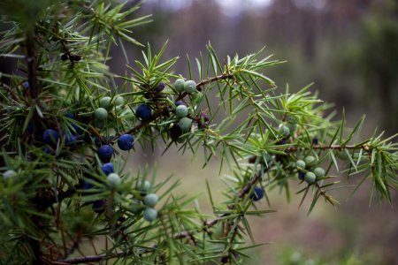 Vianino, Italy, Coniferous