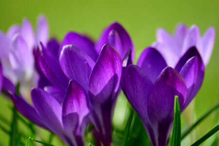 Close up frühlingsblüher violet