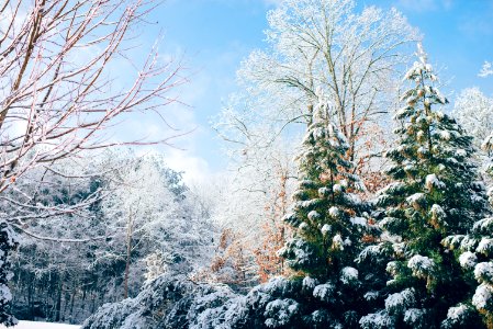 green pine trees during snow season photo