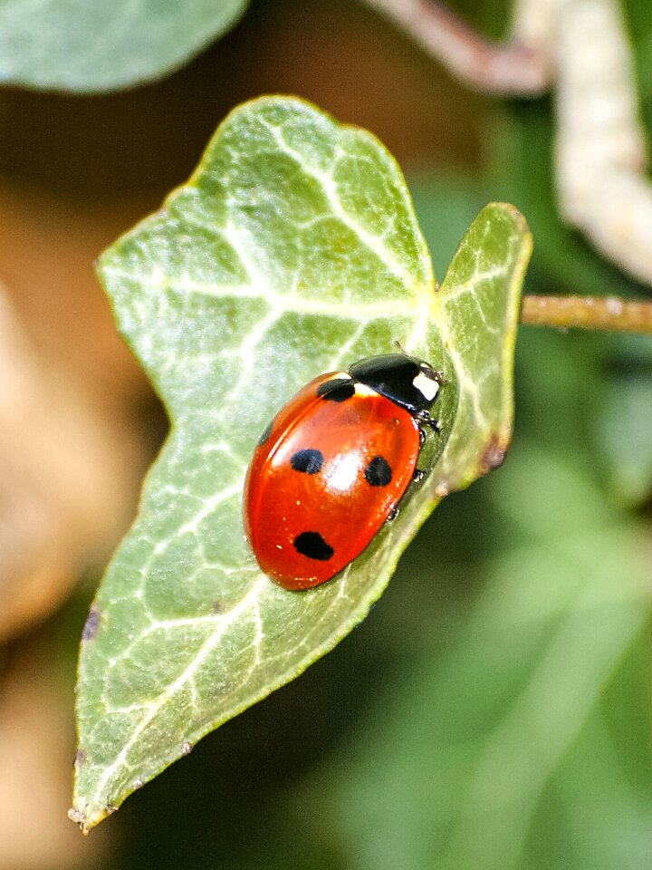 Insect nature animal