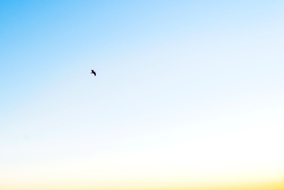 A bird flying in the sky.