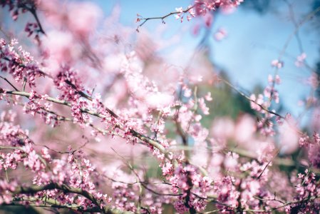 selective focus photography of cherry blossoms photo