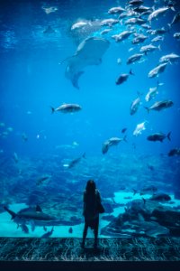 woman standing infront of aquarium with shoal of fish photo