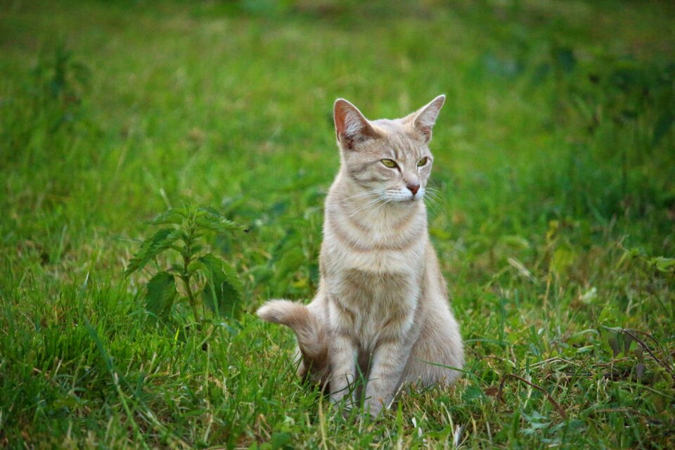 Breed cat mackerel tiger cat