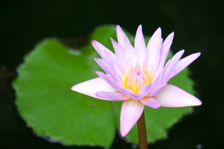 pink lotus flower photo