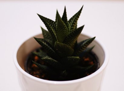 green plant in white ceramic pot photo