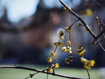 yellow flowers on brown tree branch