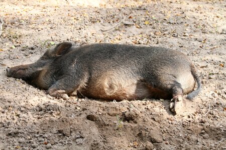 Boar wild boar warburg