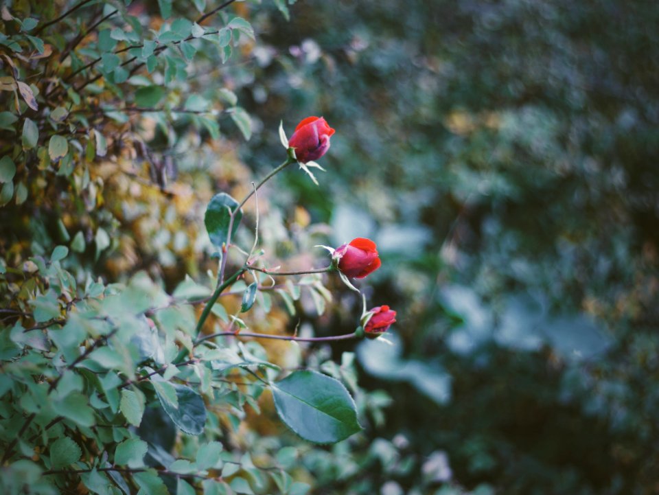 red fruit on green tree during daytime